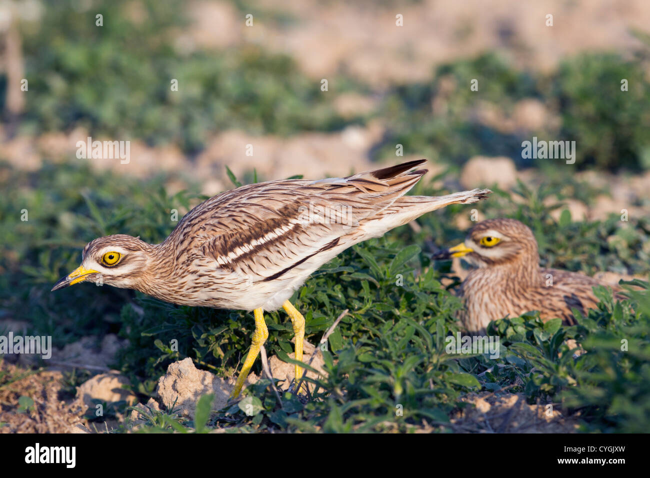Courlis Pierre Burhinus bistriatus ; Espagne ; Banque D'Images