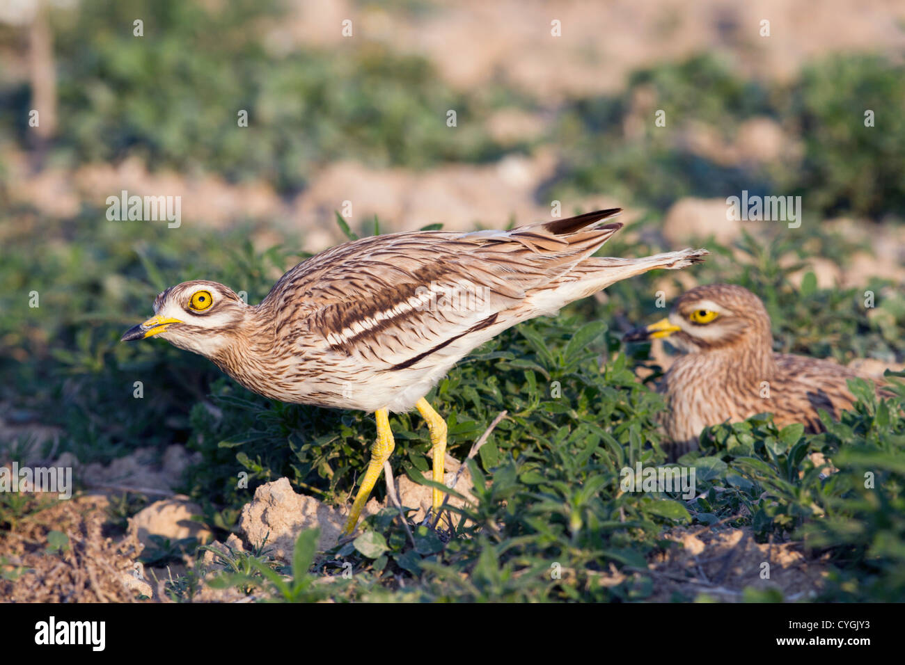 Courlis Pierre Burhinus bistriatus ; Espagne ; Banque D'Images