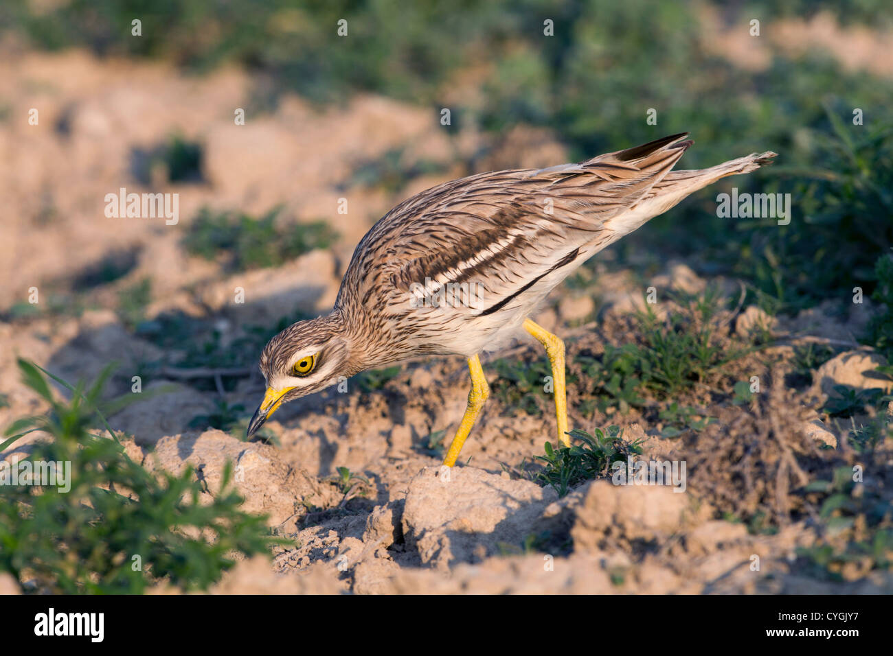 Oedicnème criard Burhinus bistriatus ; Espagne ; Banque D'Images