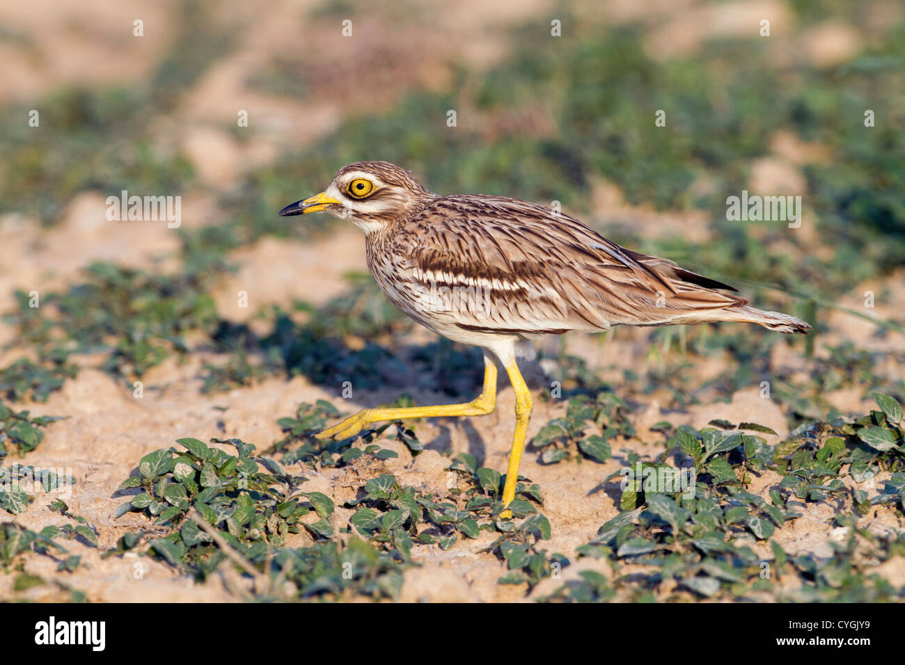 Oedicnème criard Burhinus bistriatus ; ; Espagne ; walking Banque D'Images