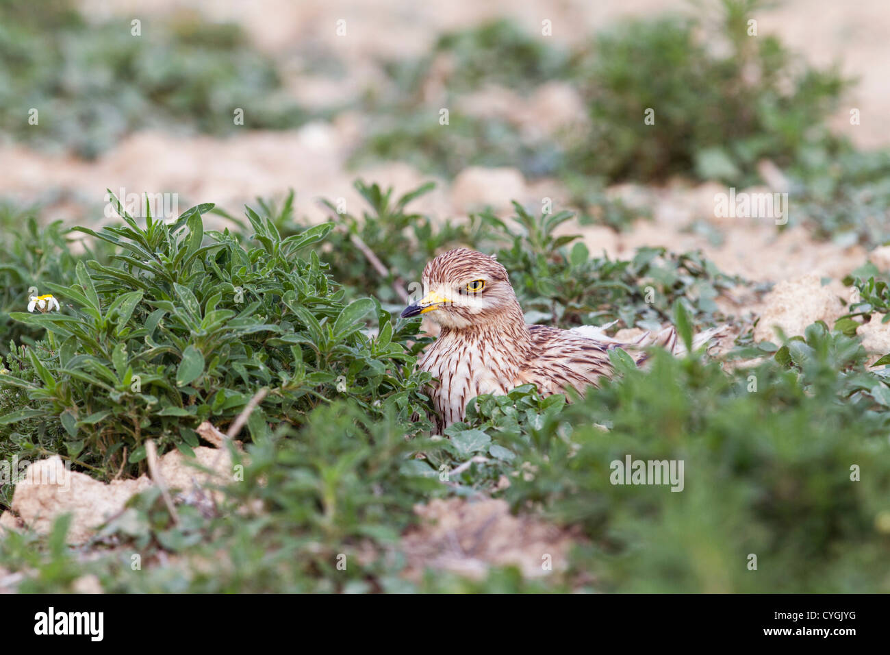 Oedicnème criard Burhinus bistriatus ; Espagne ; Banque D'Images