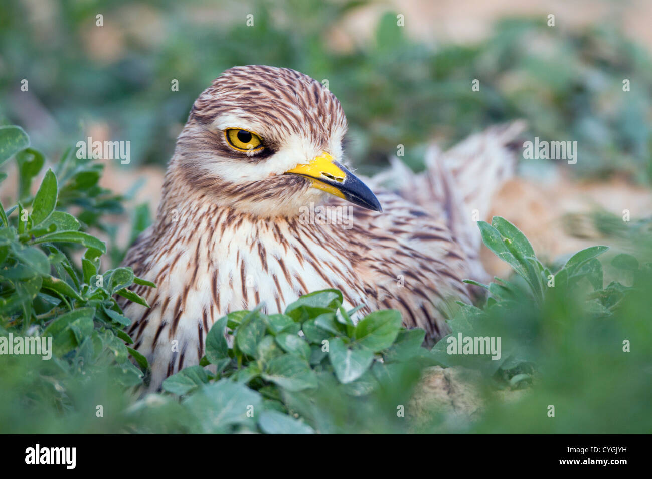 Oedicnème criard Burhinus bistriatus ; Espagne ; Banque D'Images
