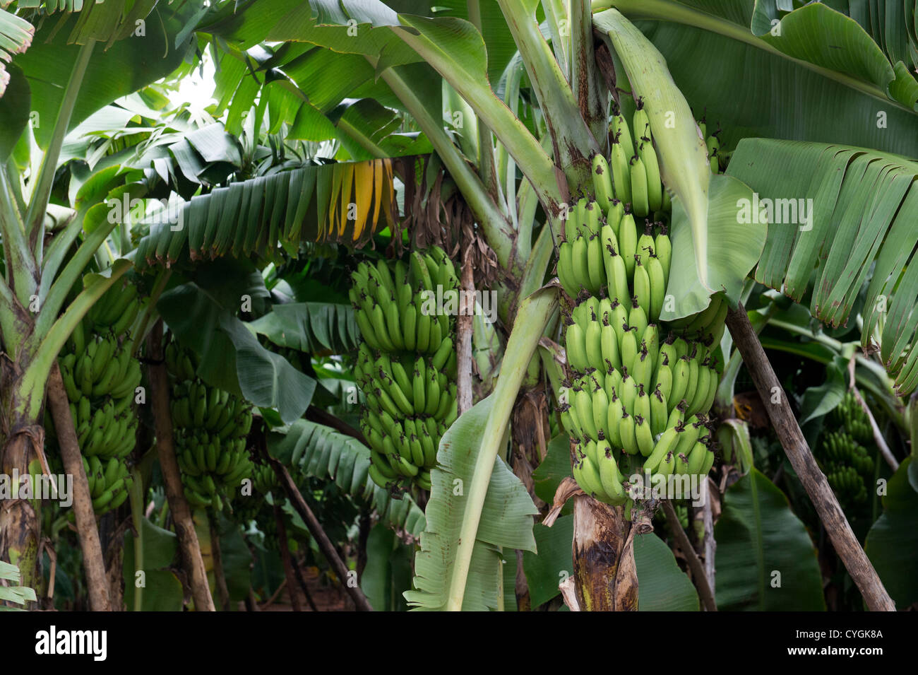 Plantation de banane la maturation des fruits dans la campagne indienne. L'Inde Banque D'Images