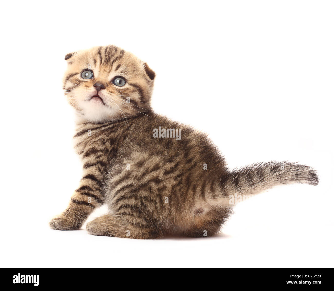Petit Chaton Scottish Fold sur fond blanc Banque D'Images