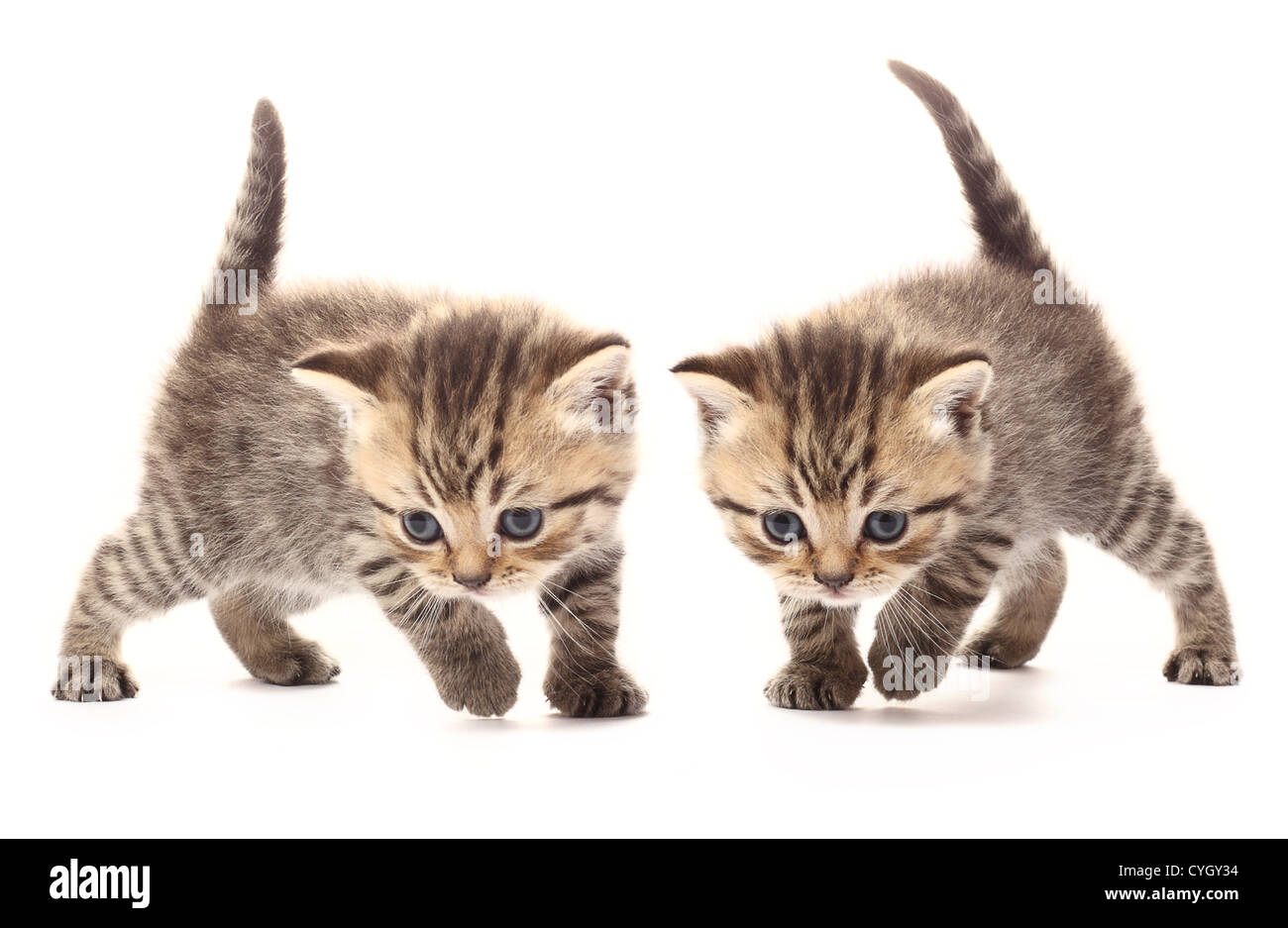 Deux petits chatons écossais sur fond blanc Banque D'Images