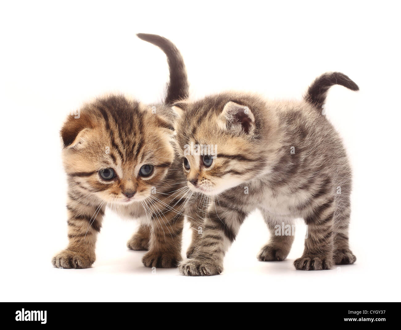 Deux petits chatons écossais sur fond blanc Banque D'Images