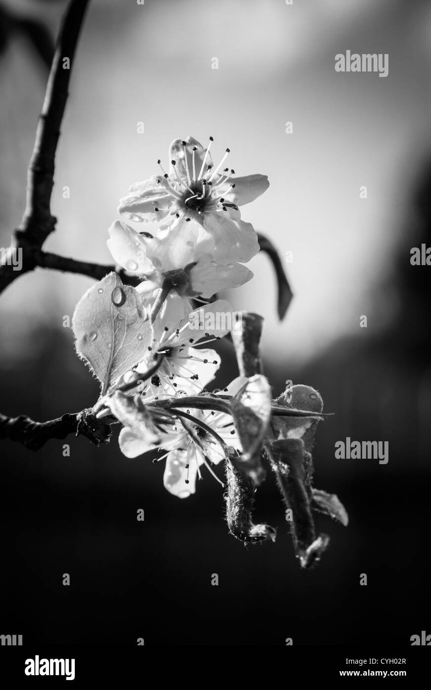 Fleurs d'arbre de printemps avec de l'eau tombe en noir et blanc Banque D'Images