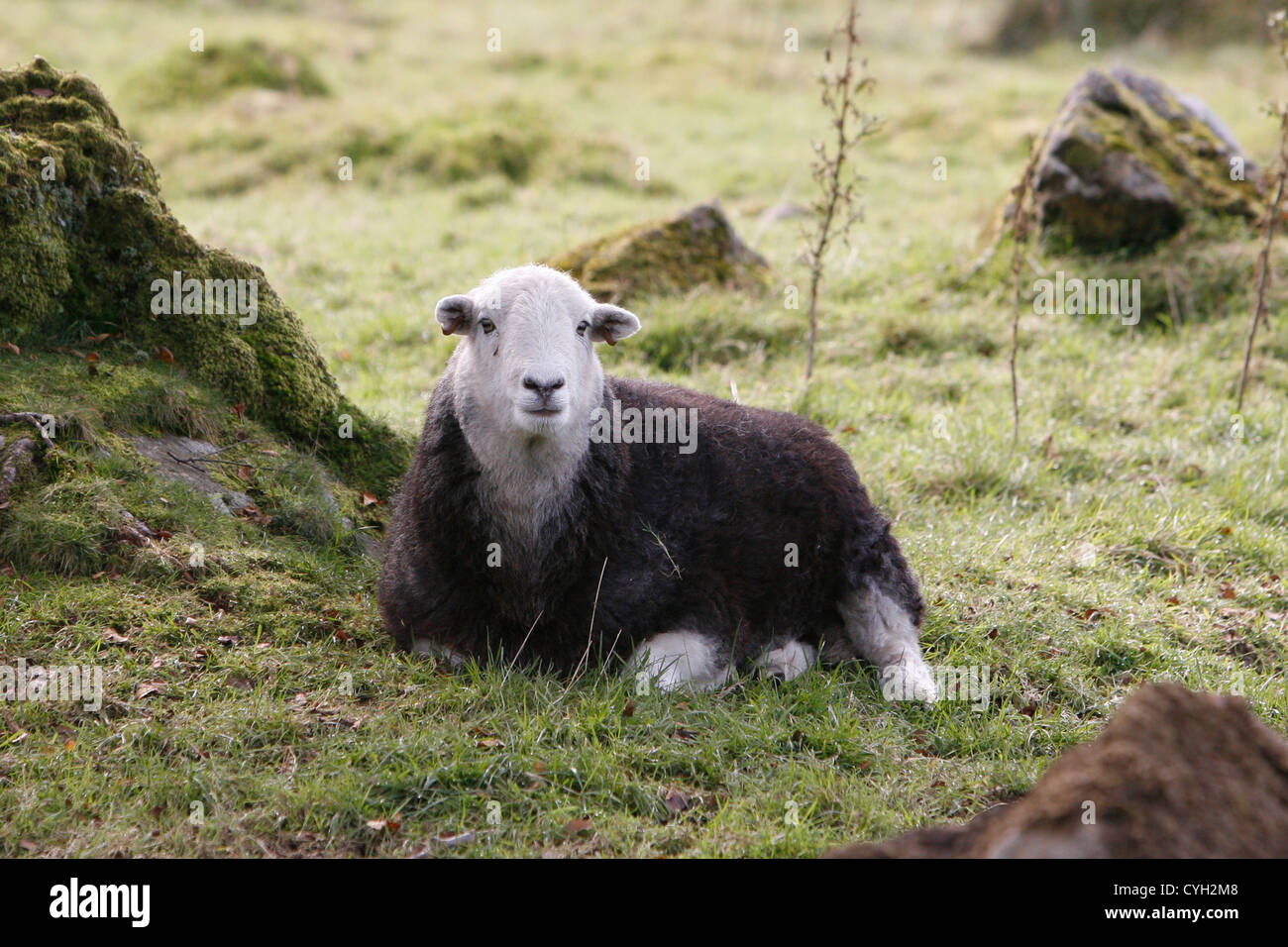 Puffball Banque D'Images