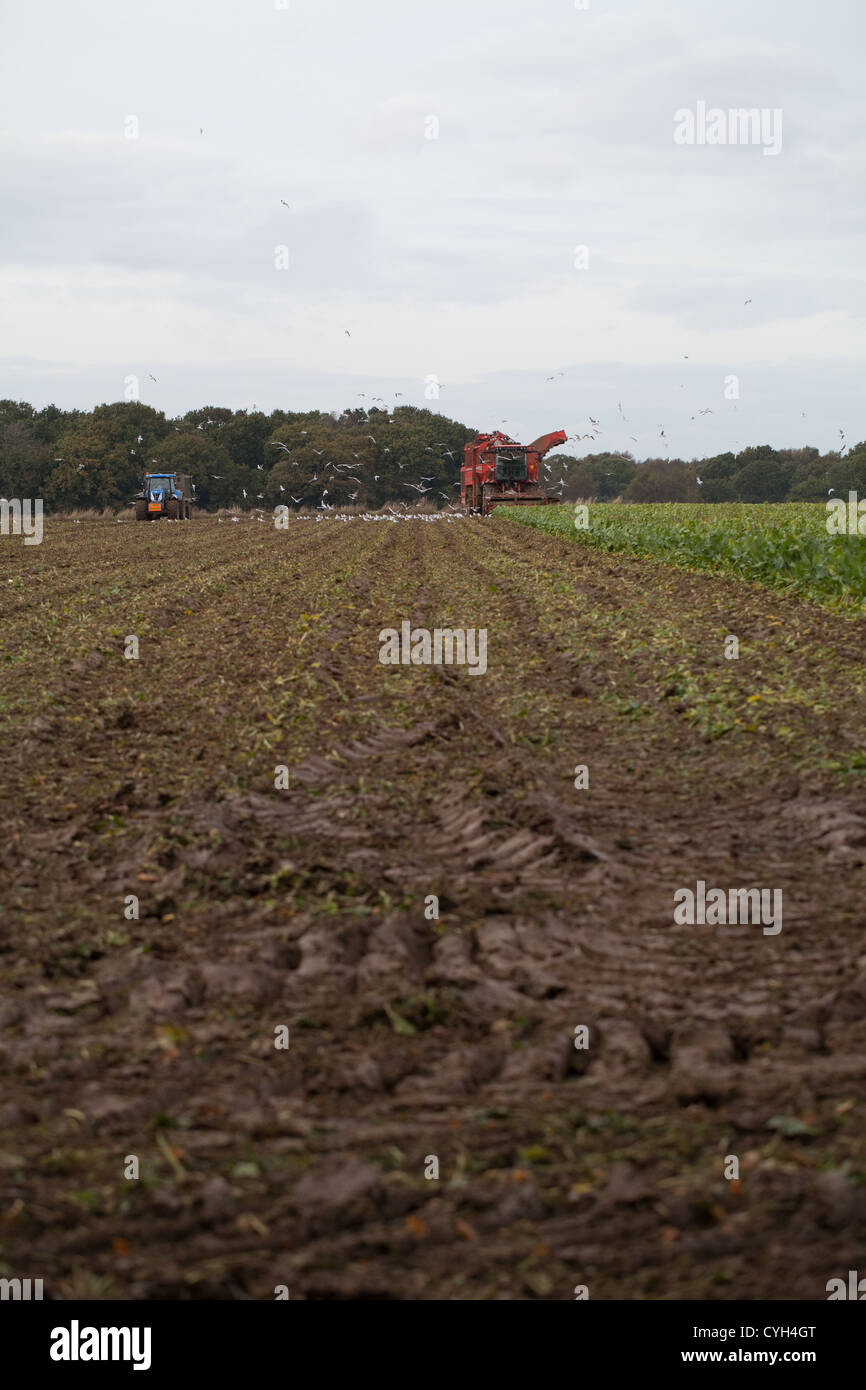 La récolte de la betterave à sucre dans le domaine, sur le point d'être recueillis. Dans la distance, l'ensileuse et le soutien, aux côtés de la remorque du tracteur collection. Banque D'Images
