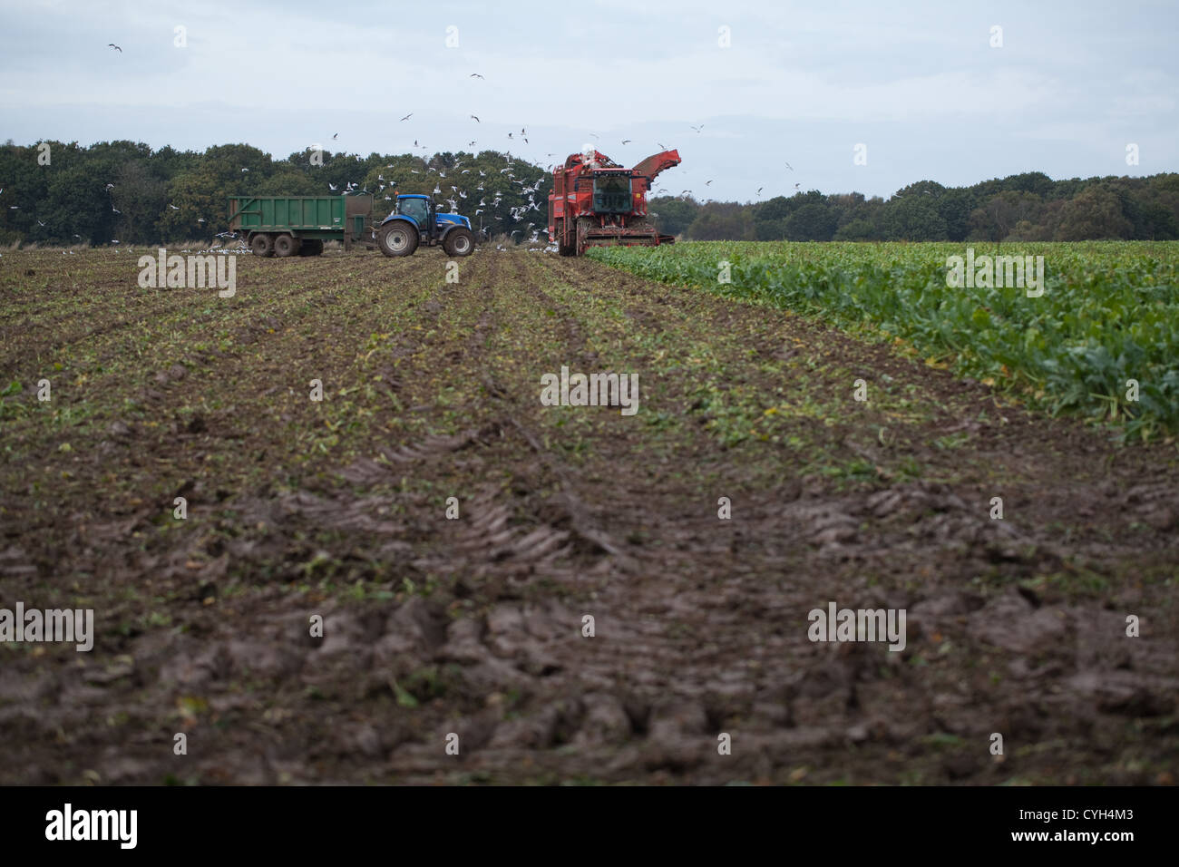 Camion-citerne de la betterave à sucre et la collecte de l'Ensileuse tracteur et remorque. Octobre. Ingham, Norfolk. Banque D'Images