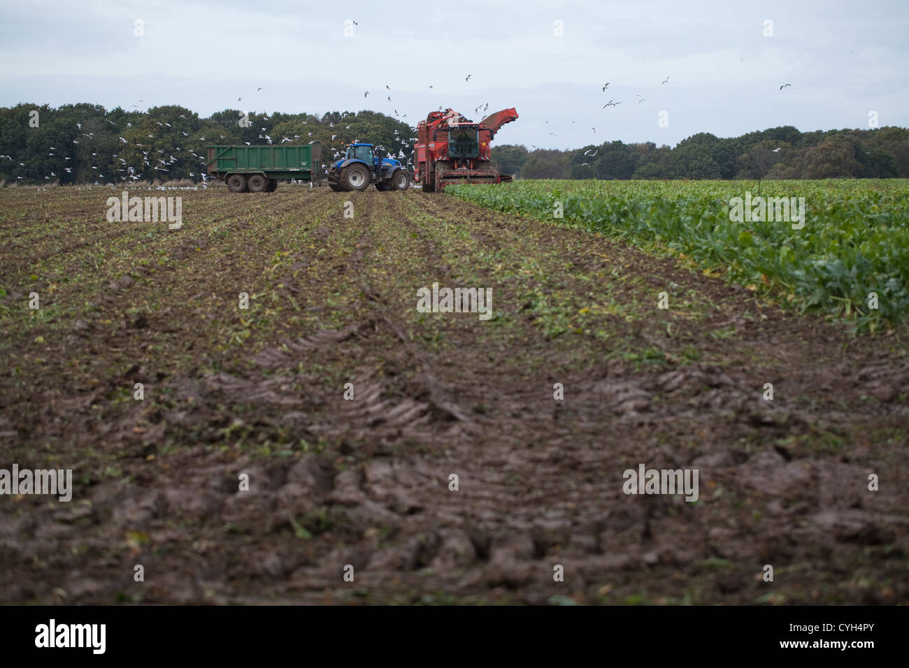 Arracheuse à betteraves Betteraves Tanker et recueillir le tracteur et remorque. Octobre. Ingham, Norfolk. Banque D'Images