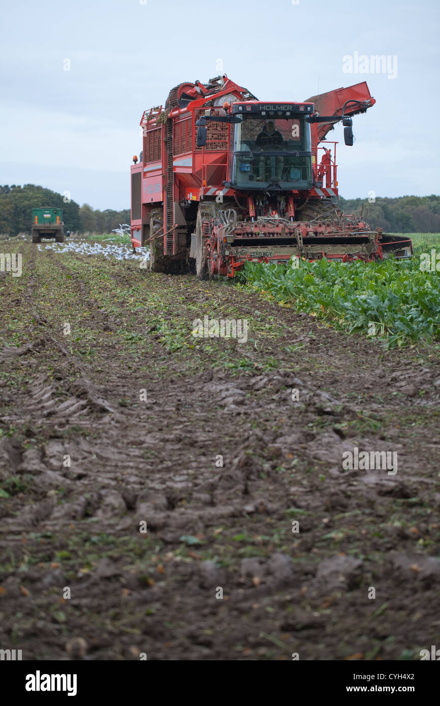 La récolte de betteraves à sucre. Dans le domaine de la récolte, est rassemblée. Harvester et soutenir collection tracteur et remorque derrière. Banque D'Images