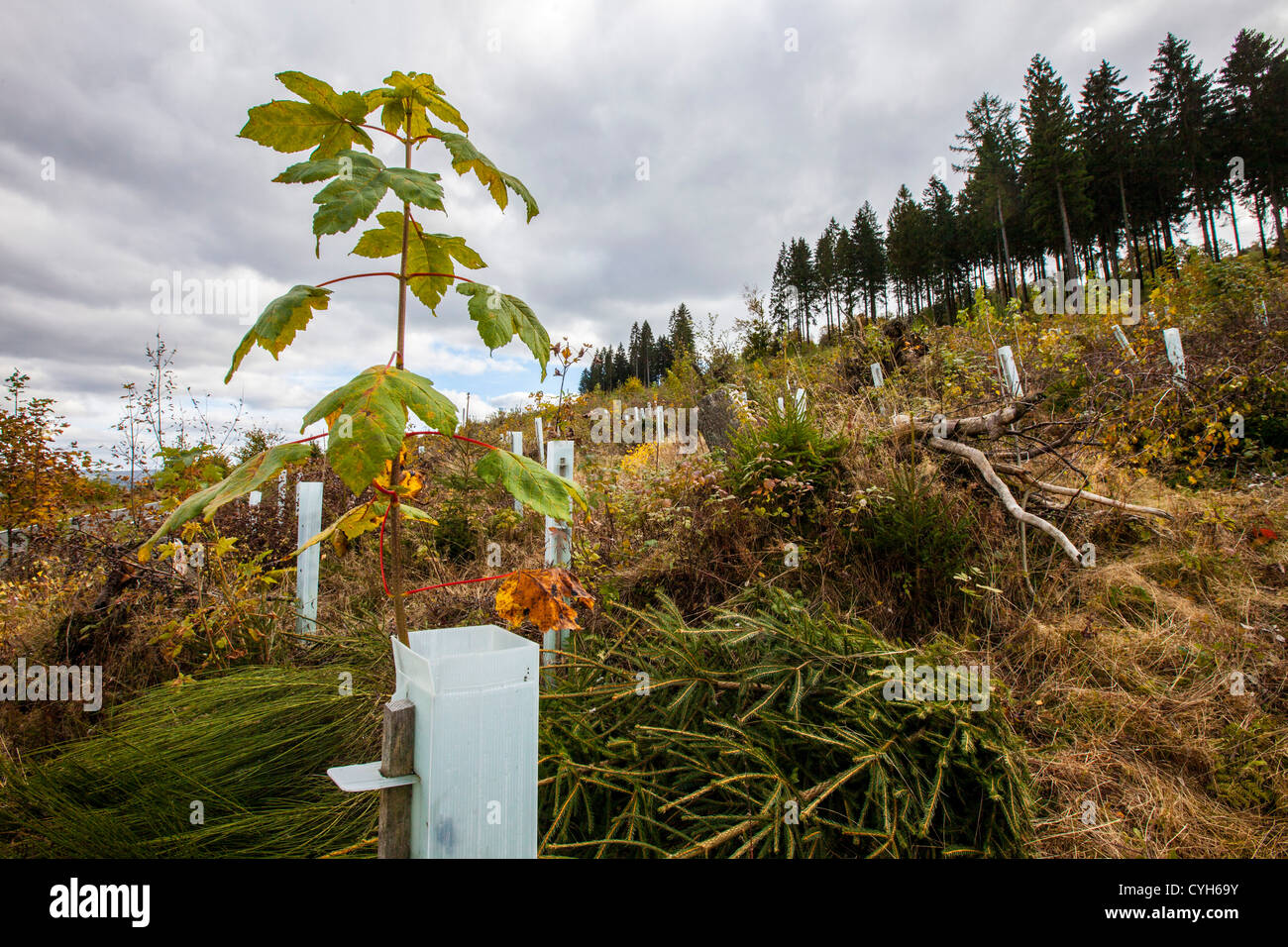 Retimber, reboisement. D'immenses étendues de forêt ont été détruits au cours d'une tempête en 2007. De nouvelles plantes. Région du Sauerland, Allemagne Banque D'Images