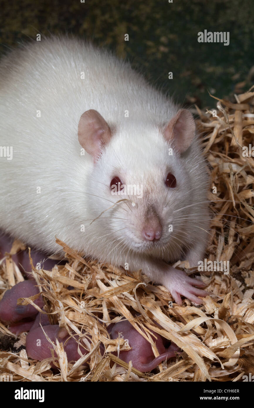 Le rat domestique (Rattus norvegicus). Femelle adulte en réorganisant les jeunes dans le nid. Banque D'Images