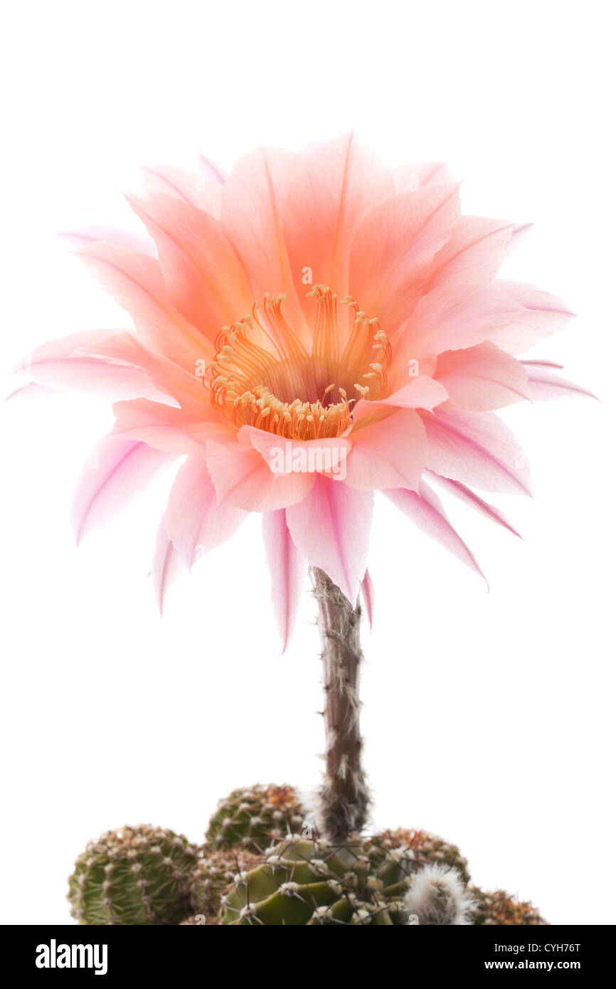Echinopsis 'Spring Blush' Banque D'Images