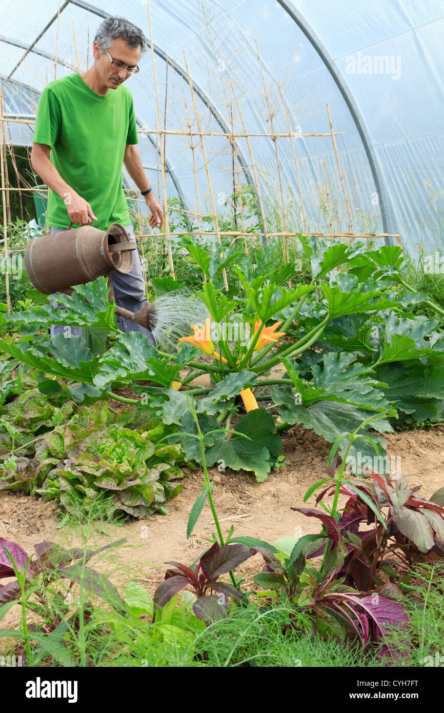 Arroser les courgettes dans une cuisine jardin sous un polytunnel // Arrosage de courgettes dans