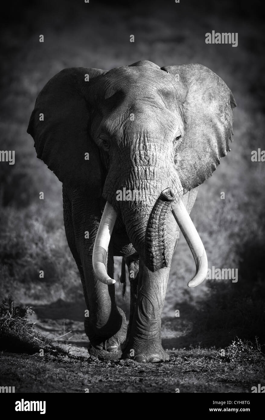 Grand Elephant Bull approcher (Addo Elephant Park) Banque D'Images