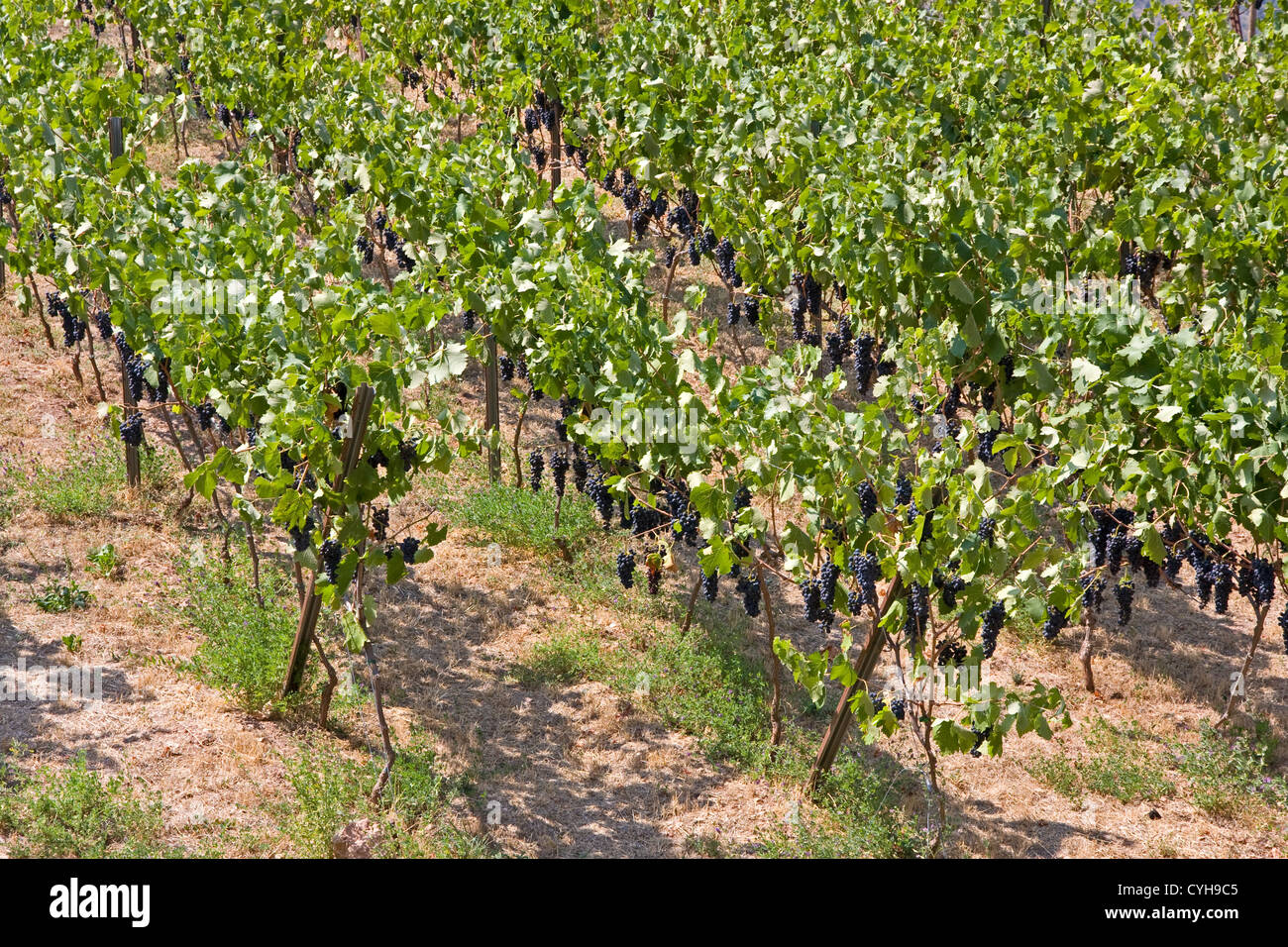 La maturation des raisins de la vigne au sommet des collines à Siurana, Catalunya, Espagne Banque D'Images