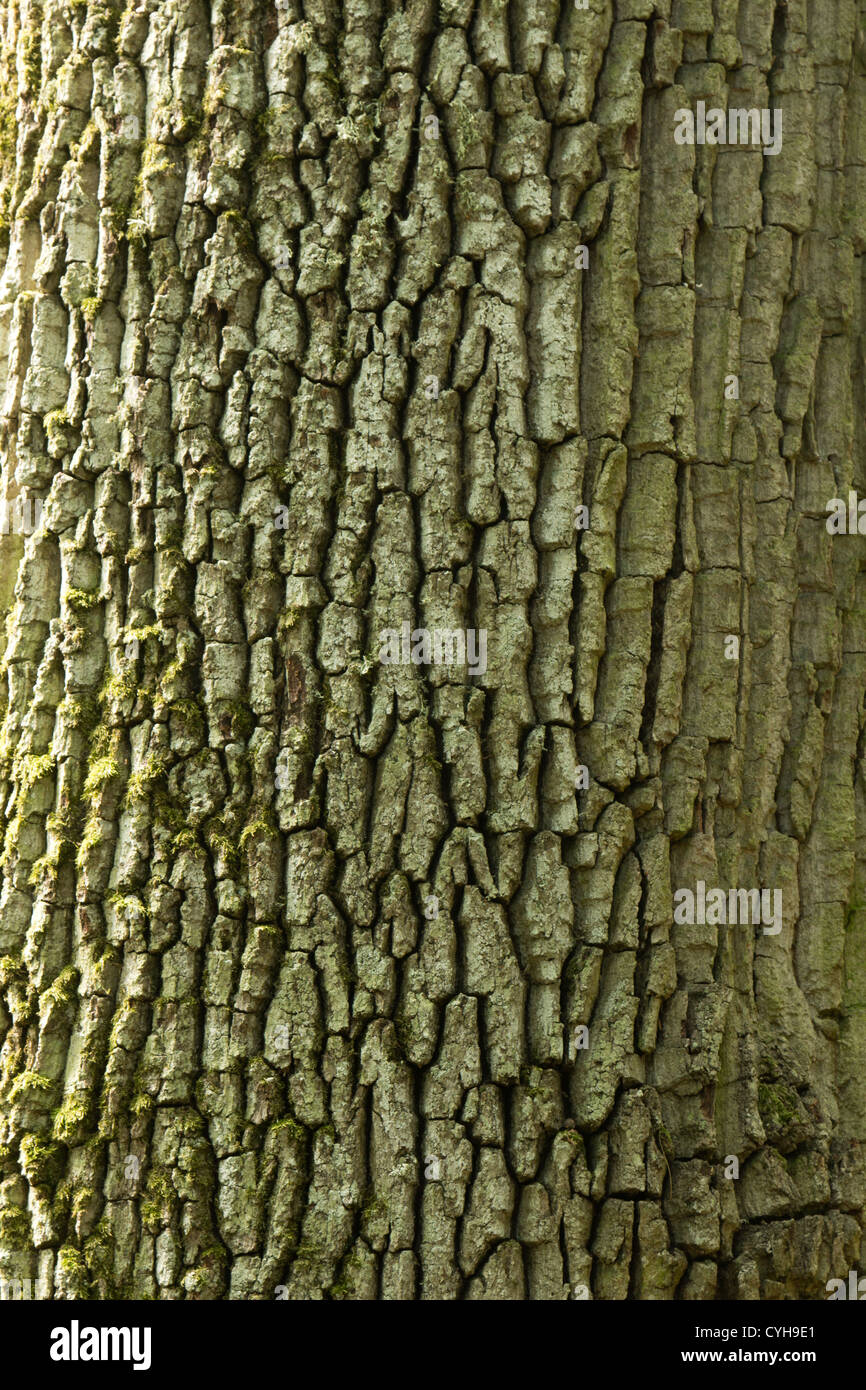 Écorce de Quercus robur (synonyme Q. walkeri) ou chêne pédonculé, le chêne pédonculé ou chêne // Ecorce de Chêne pédonculé Banque D'Images