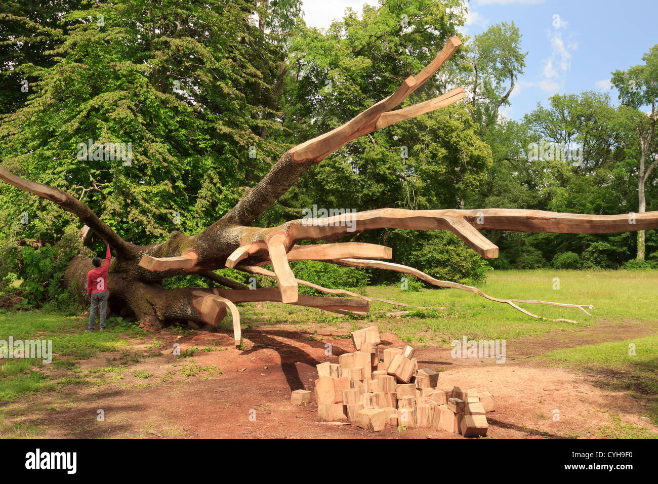 La France, de l'Arboretum des barres ou Arbofolia, Le chêne hongrois au sol et sculpté par William Costel. Banque D'Images
