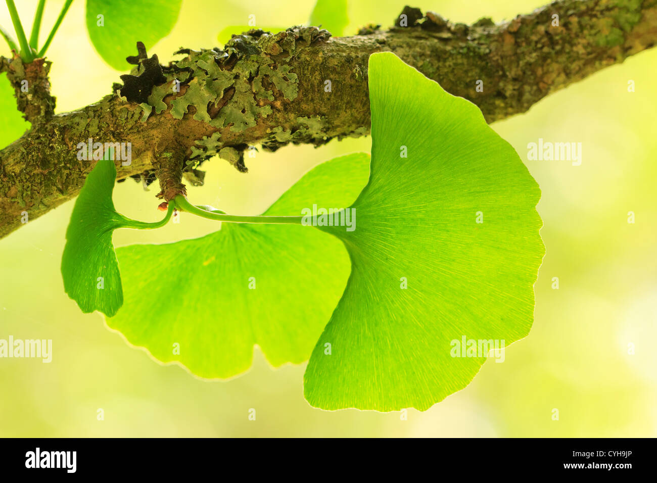 Le Ginkgo biloba feuilles et branches // Le Ginkgo biloba, rameau et feuilles Banque D'Images