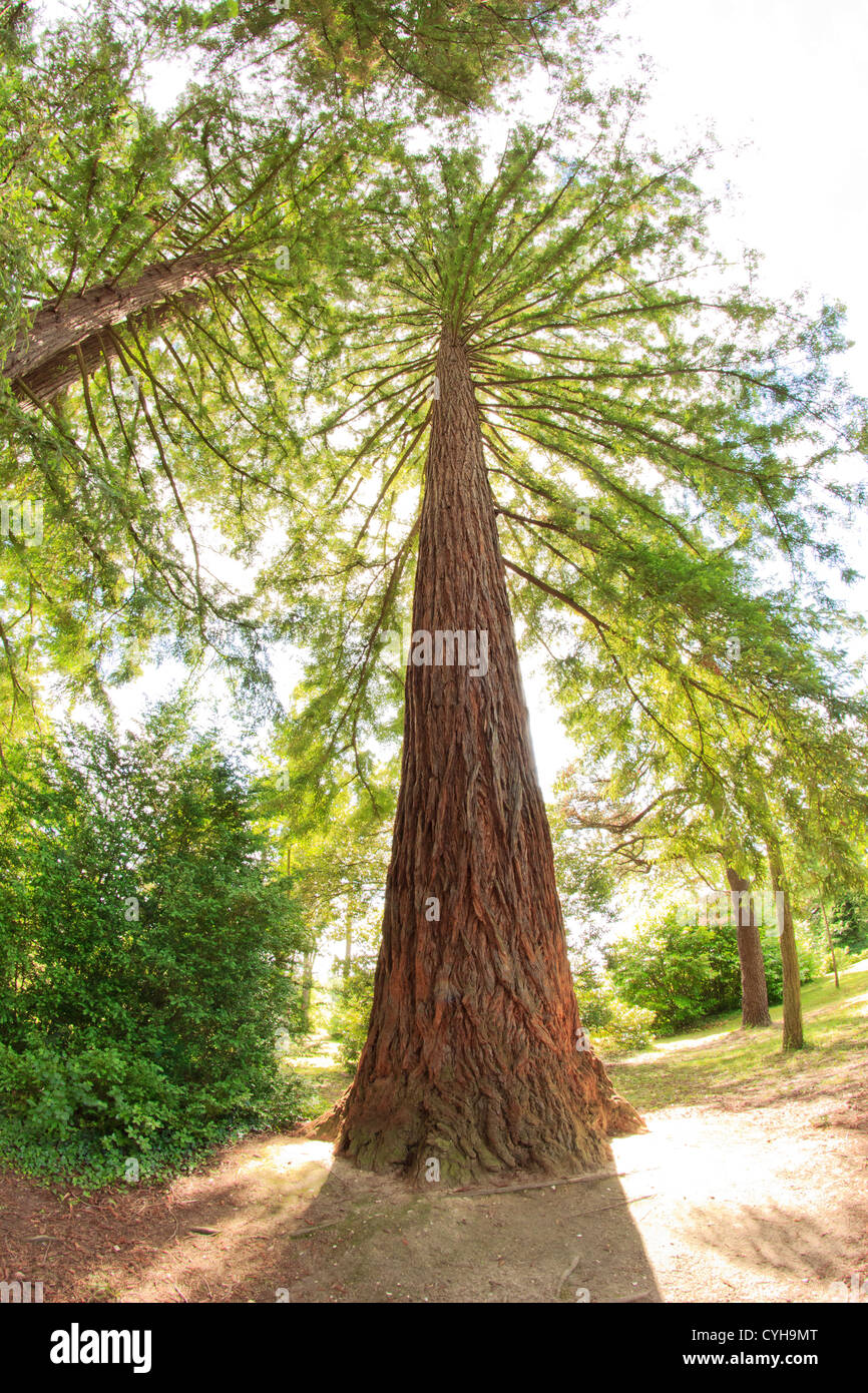 Sequoia sempervirens séquoia géant, (France, Arbofolia) // Sequoia sempervirens à l'Arboretum des barres ou Arbofolia (France) Banque D'Images