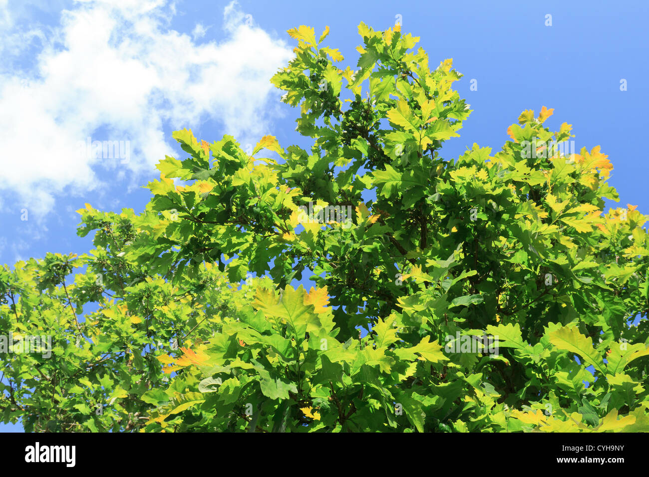 Feuilles de chêne, Quercus macrocarpa // Chêne à gros ganglions, Quercus macrocarpa Banque D'Images