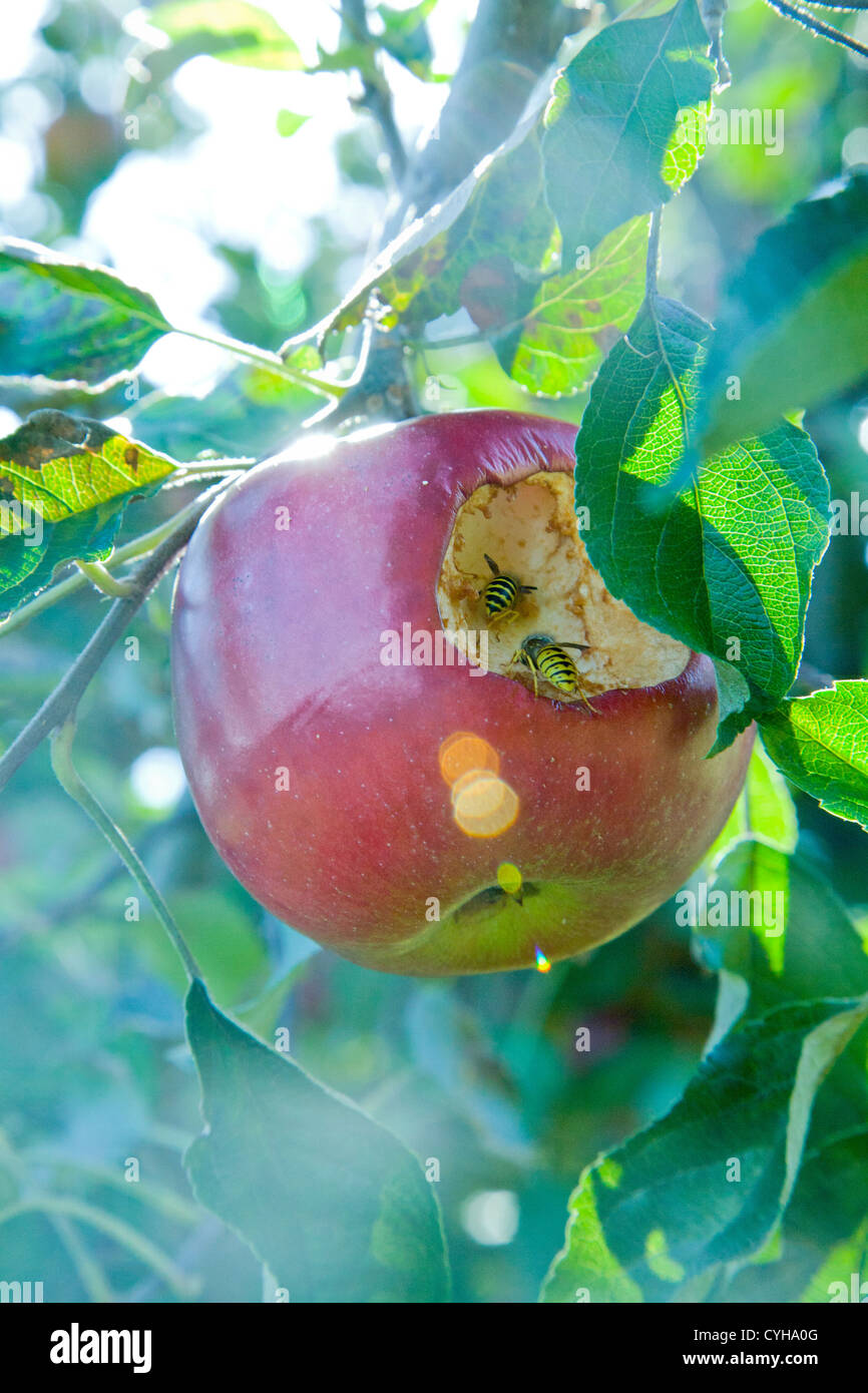 Sur apple tree avec des abeilles Banque D'Images