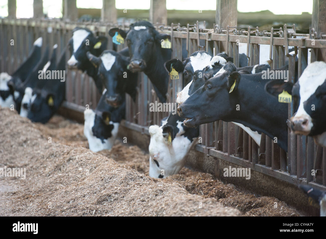 Les vaches laitières dans une alimentation stable Banque D'Images