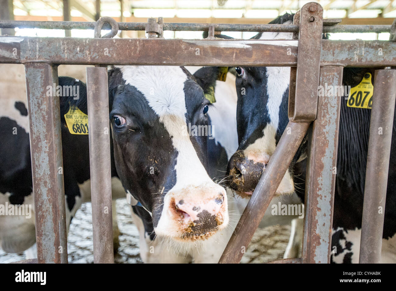 Vaches dans une étable à l'intérieur de grange Banque D'Images