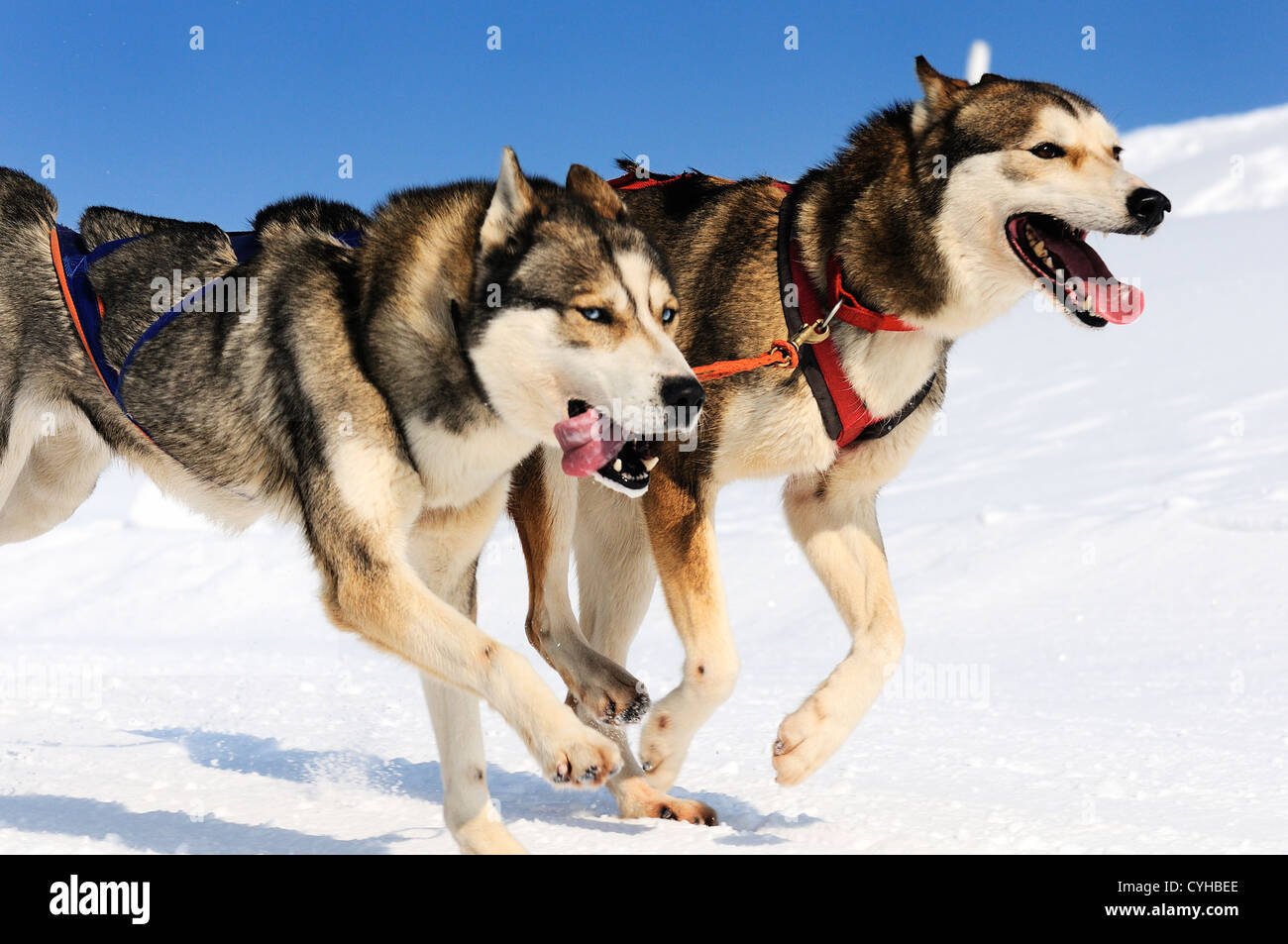 L'équipe de chien sportif est en marche dans la neige Banque D'Images