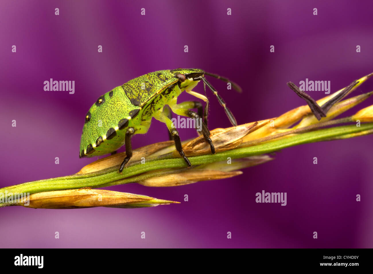 Un bouclier bug (Pentatomoidea) Banque D'Images