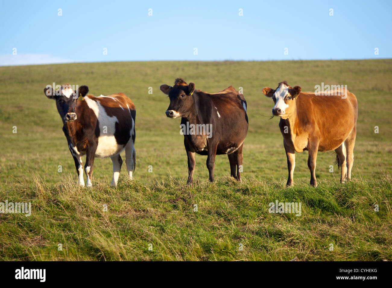 Champ des vaches Banque D'Images