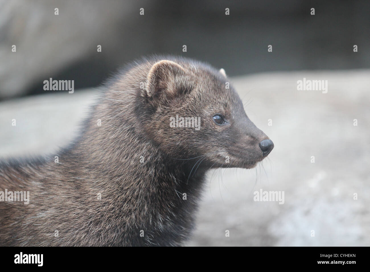 Mammifère Fisher Profil Banque D'Images