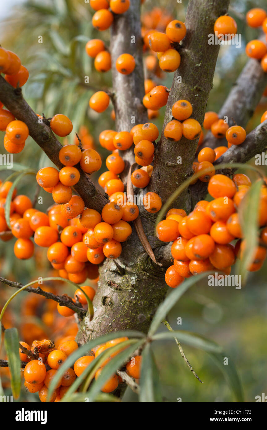 L'argousier (Hippophae rhamnoides) Banque D'Images