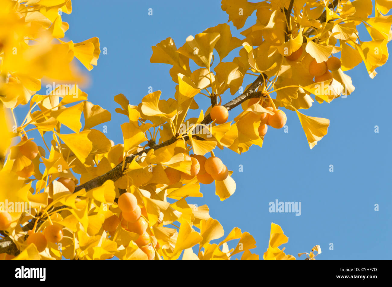 Le ginkgo (ginkgo biloba) Banque D'Images