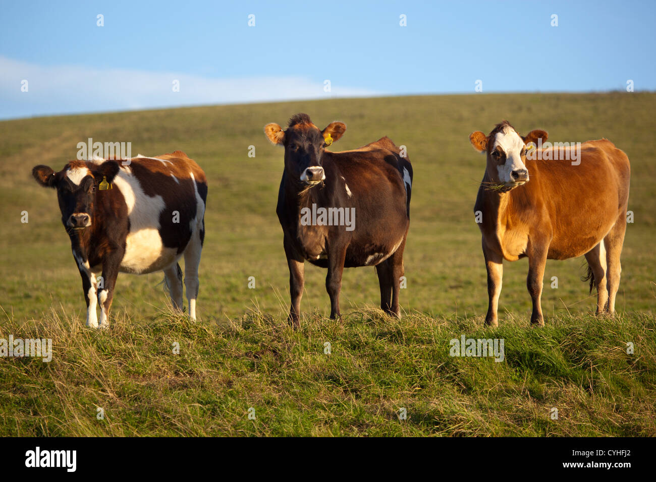 Champ des vaches Banque D'Images