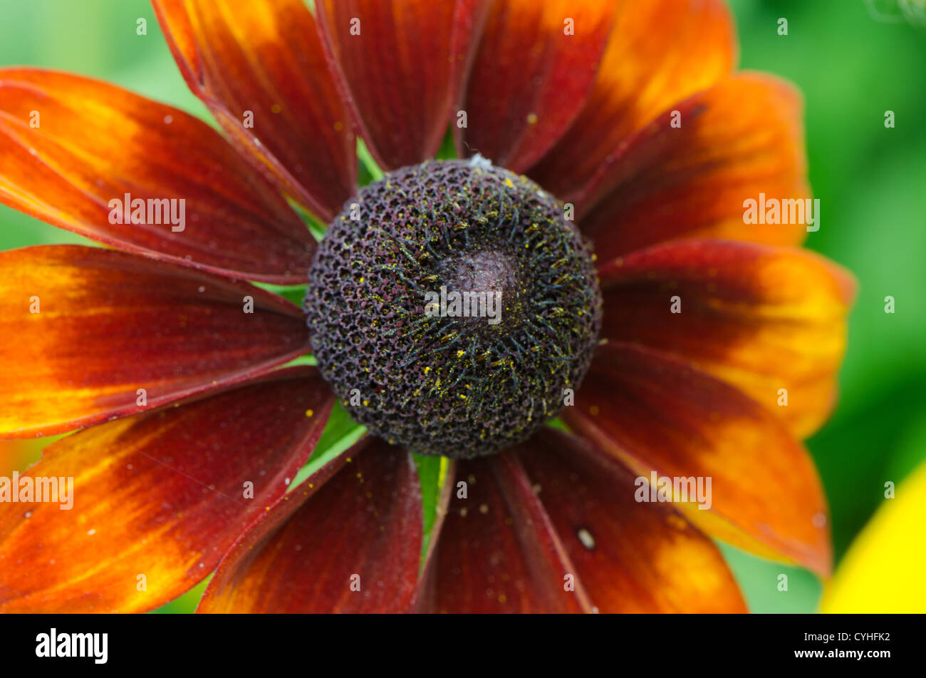 Coneflower Rudbeckia fleur orange brun isolé sur fond blanc. Banque D'Images