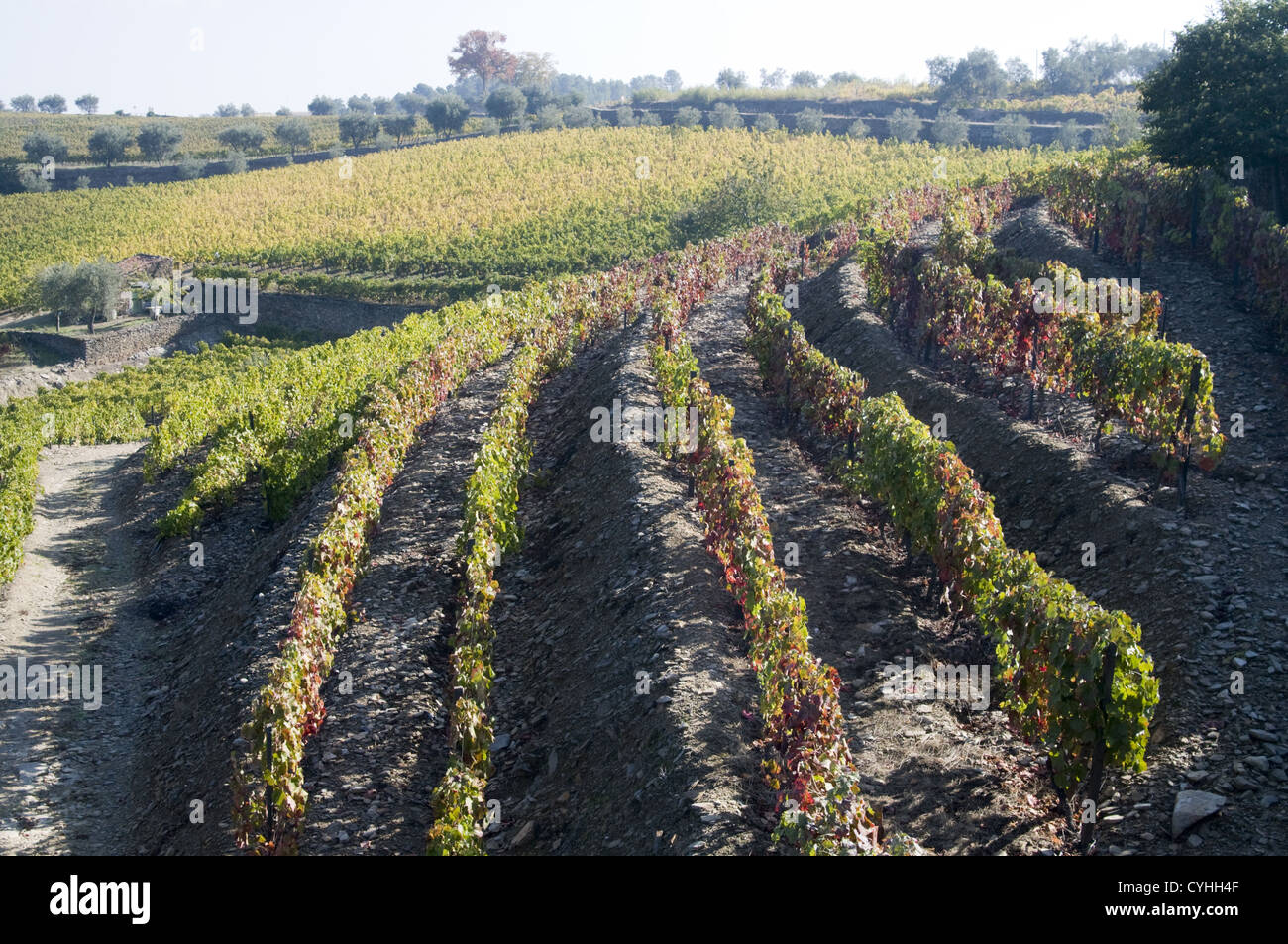 Quinta do Noval vignobles dans la région du Douro, au nord du Portugal Banque D'Images