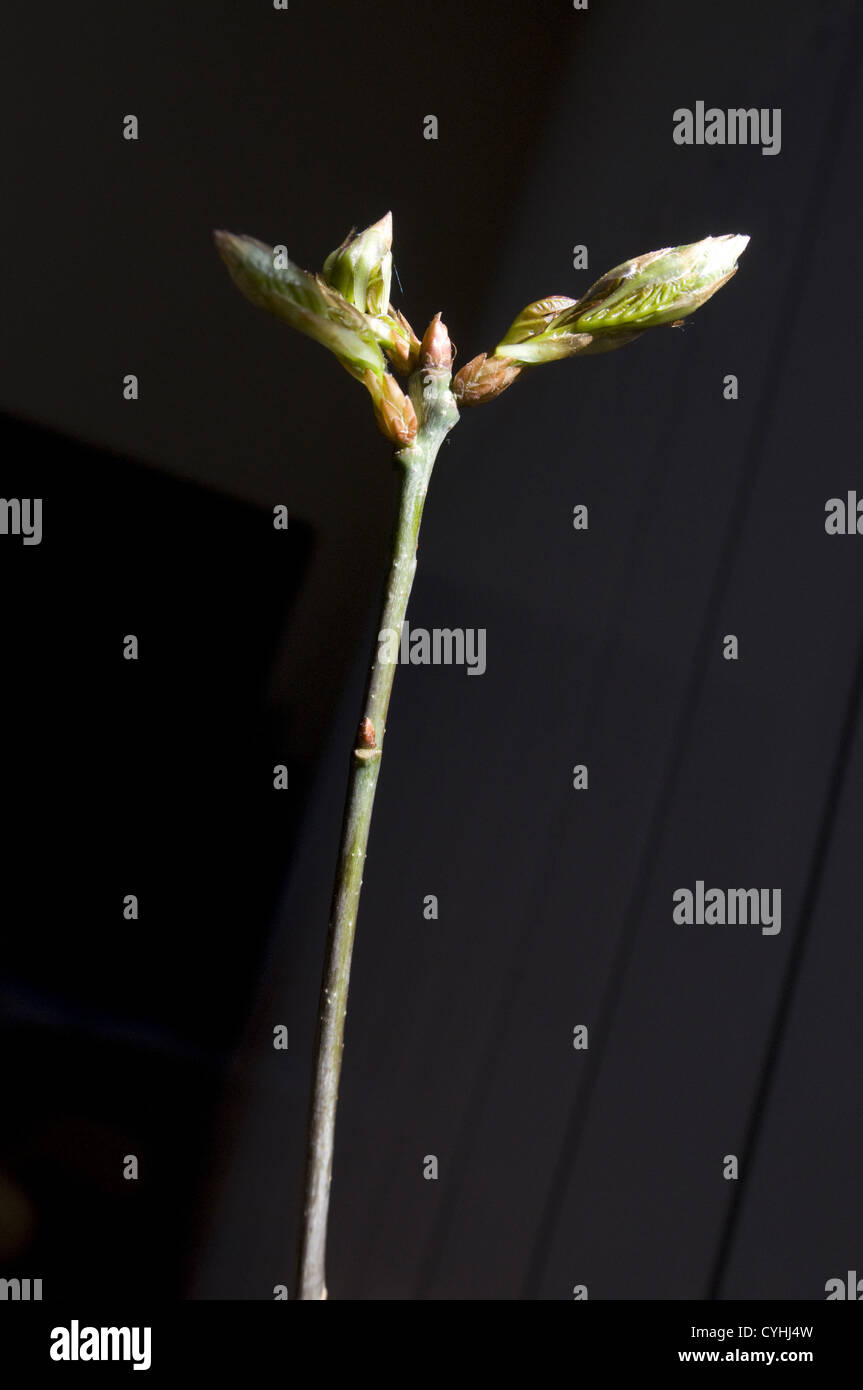 Bebe Arbre De Chene Quercus Robur Photo Stock Alamy