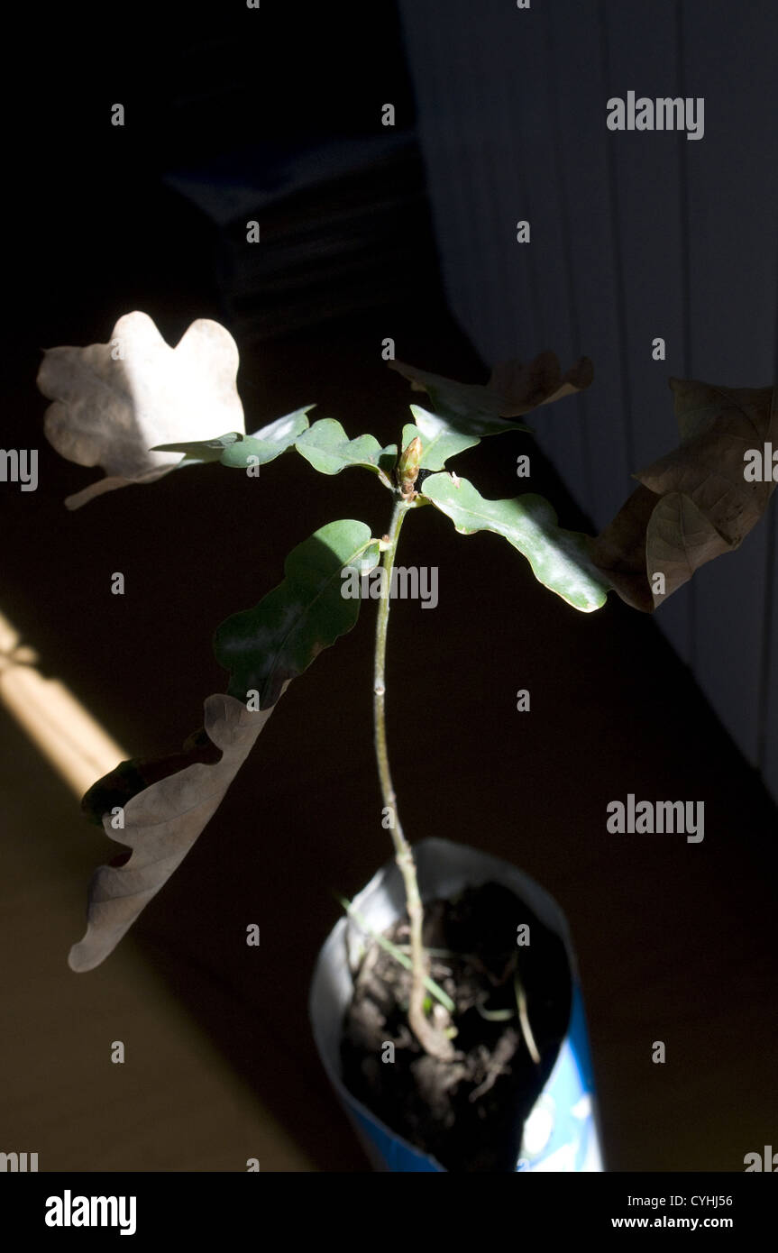 Bebe Arbre De Chene Quercus Robur Photo Stock Alamy