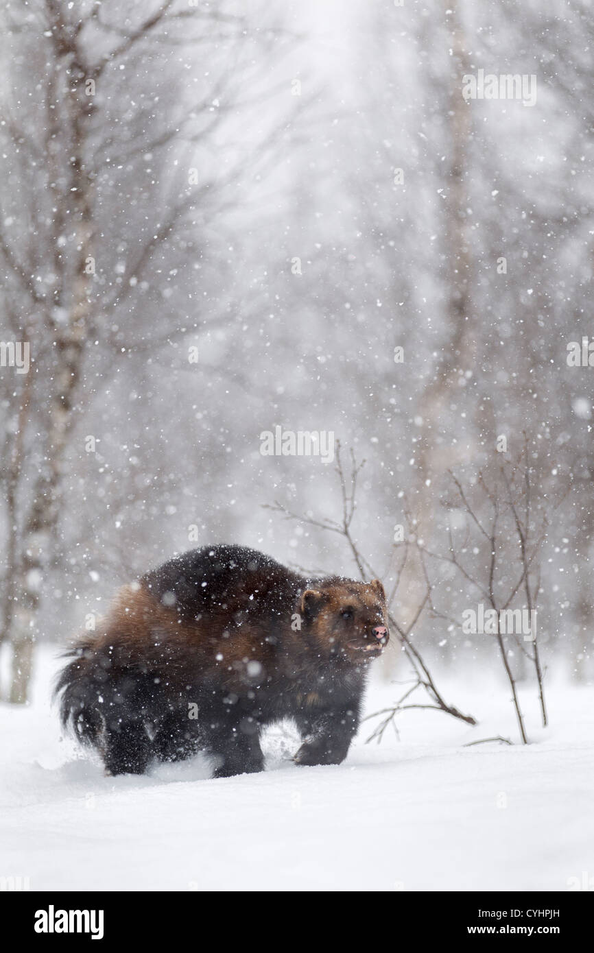 Wolverine en captivité, Glouton (Gulo gulo) dans la neige, dans le Zoo polaire, Bardu, Norvège, Europe Banque D'Images