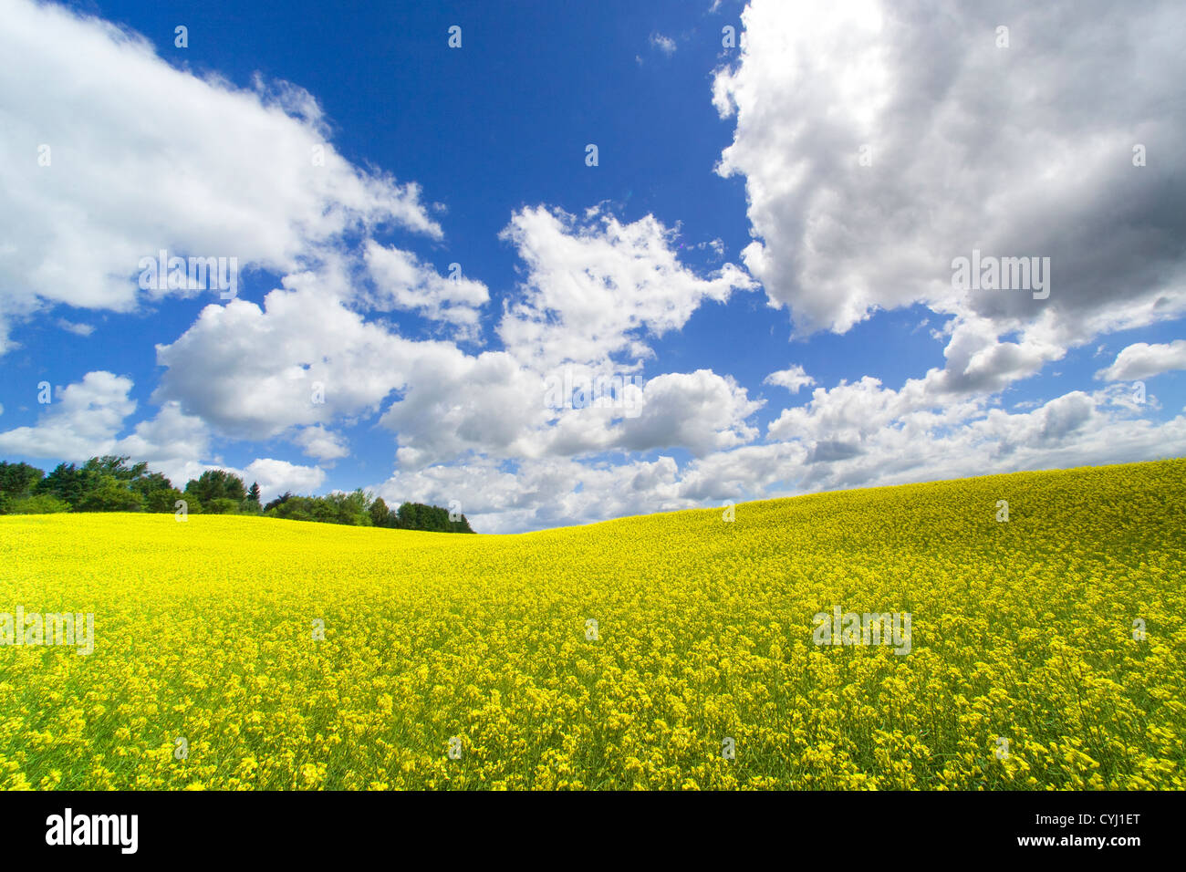 Champ jaune, blanc nuages gonflés, et ciel bleu. Stouffville, Ontario, Canada Banque D'Images