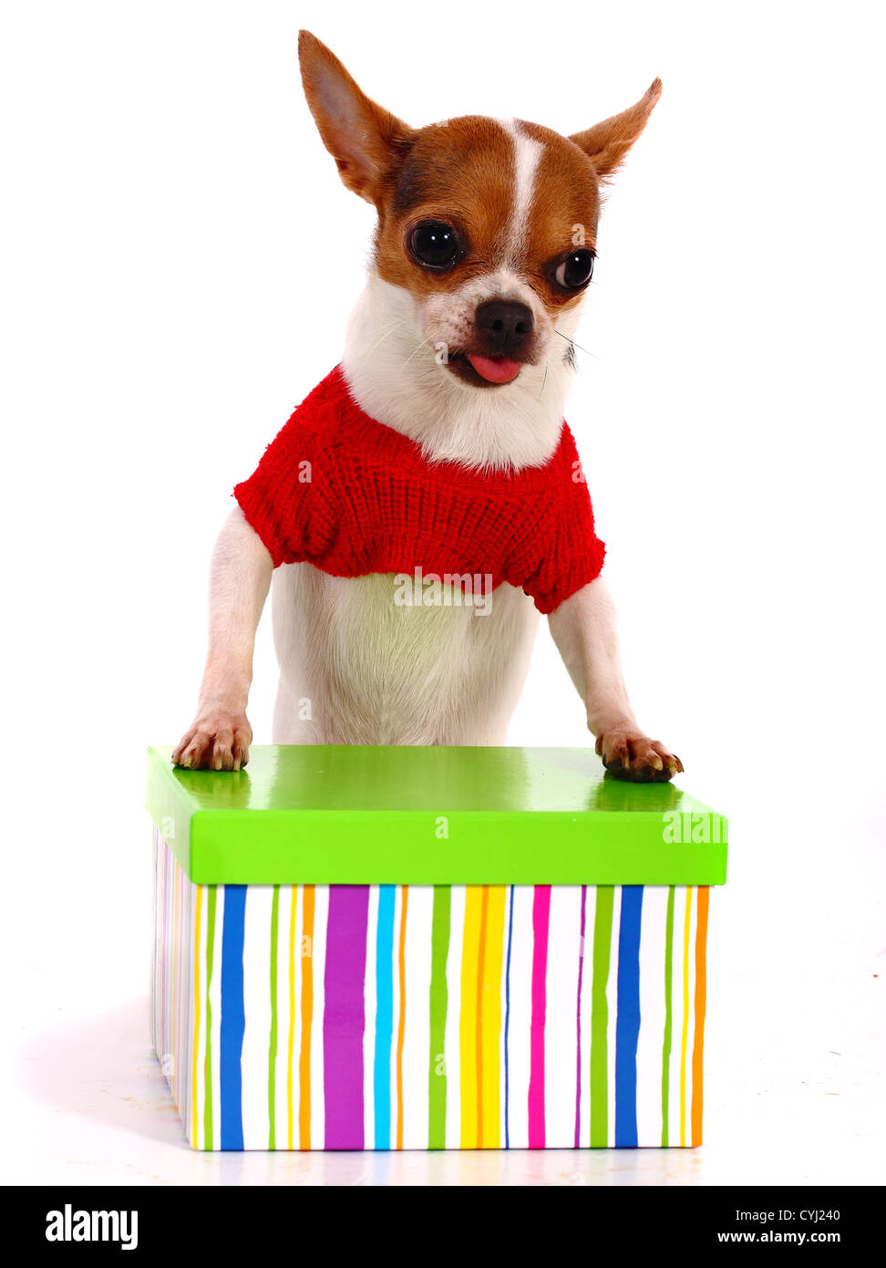 Chihuahua à l'Appréhension à boîte-cadeau à Noël Banque D'Images