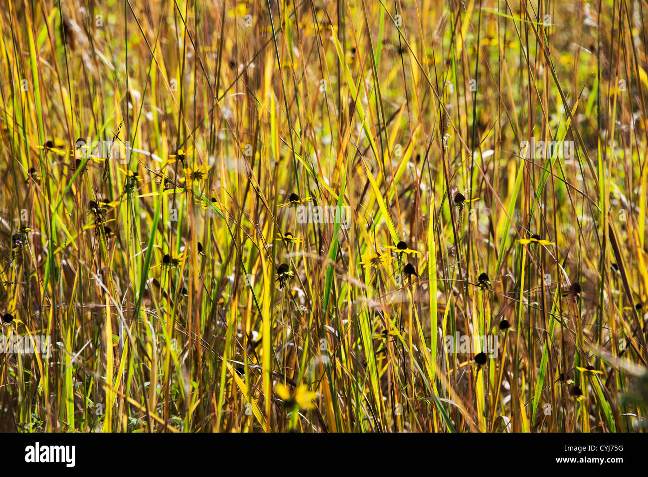 Marguerite d'automne et grass meadow, Delaware, Etats-Unis Banque D'Images