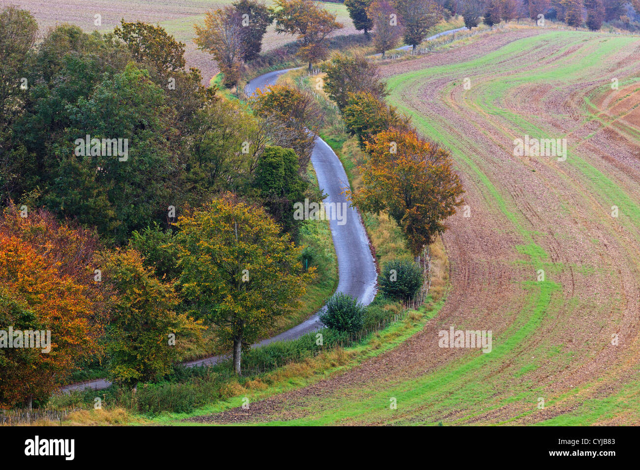 An English country lane c'est sinueux à travers la campagne du Hampshire sur une claire journée d'automne à la fin d'octobre. Banque D'Images