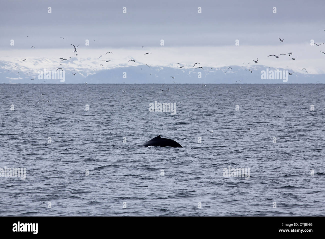 Baleine à bosse dans les eaux à l'extérieur de Reykjavik, montagnes en arrière-plan Banque D'Images