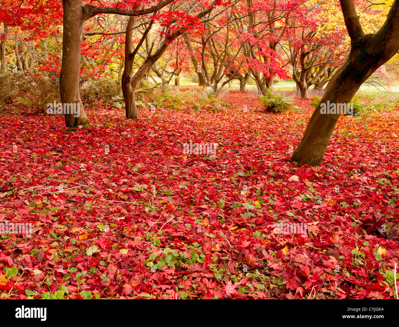 Acer arbres et feuilles, nom commun Maple, en pleine couleur d'automne à Winkworth Arboretum, Surrey, Royaume-Uni Banque D'Images