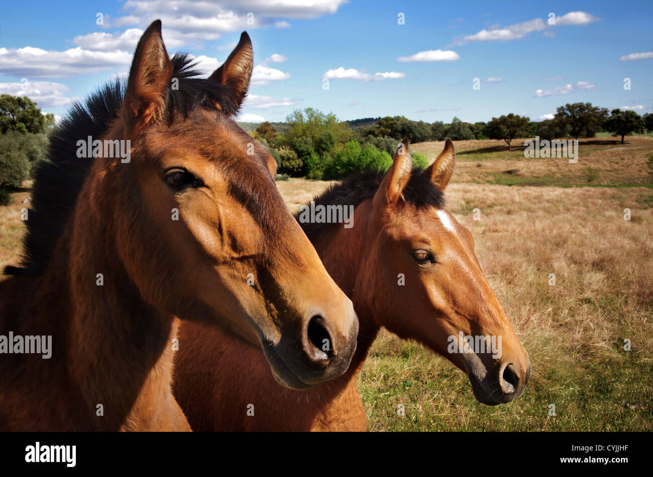 Paysage avec le pâturage des chevaux de race portugaise sous ciel bleu Banque D'Images