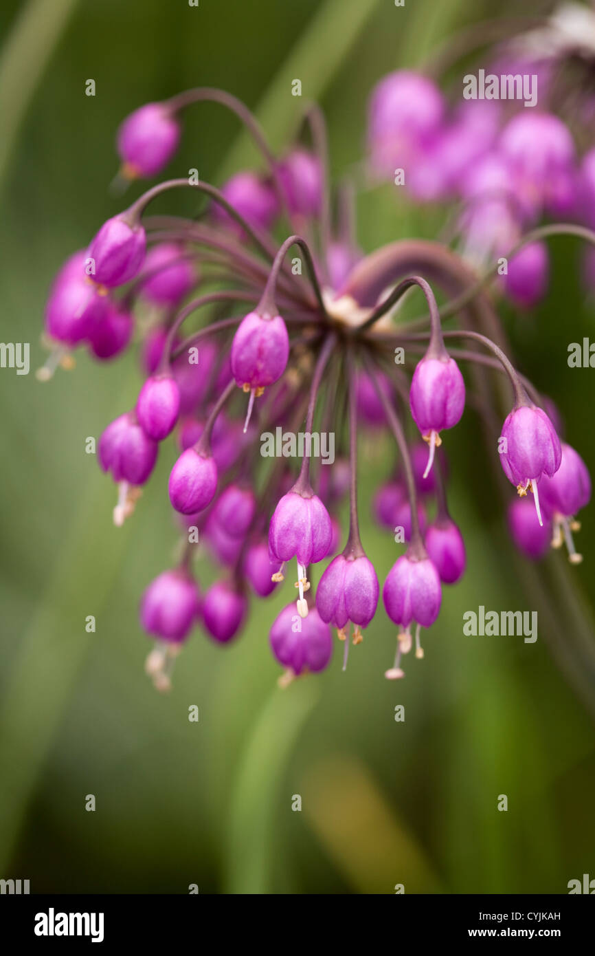 Allium cernuum Banque D'Images